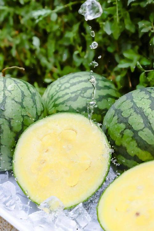 九幺18 黑料吃瓜入口